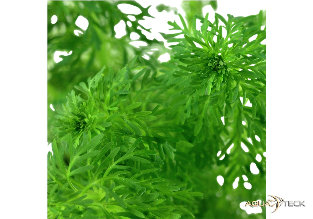 Limnophila sessiliflora aqua-teck