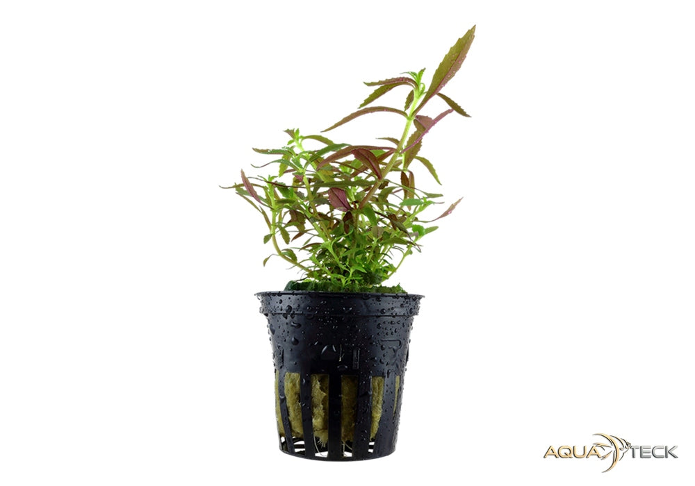 Limnophila hippuridoides aqua-teck