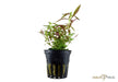 Limnophila hippuridoides aqua-teck