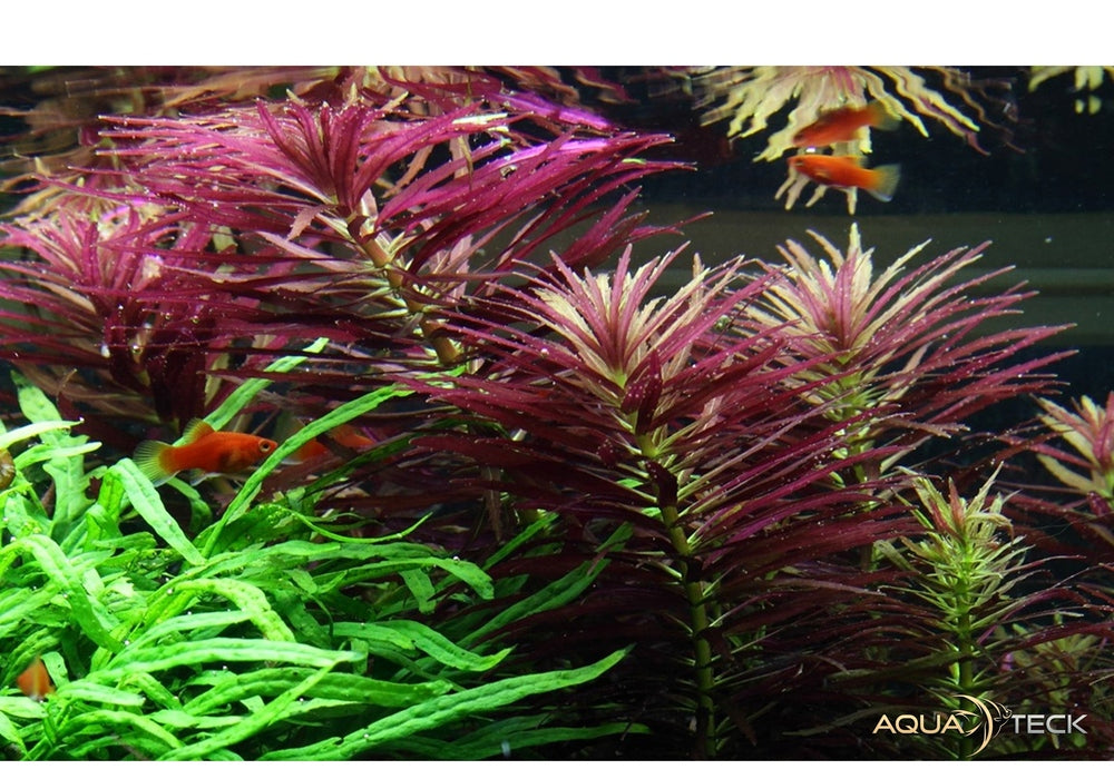 Limnophila hippuridoides aqua-teck