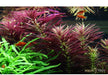 Limnophila hippuridoides aqua-teck