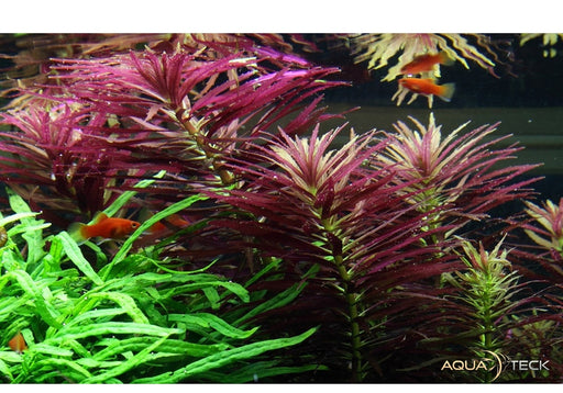 Limnophila hippuridoides aqua-teck