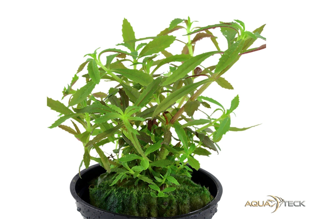 Limnophila hippuridoides aqua-teck