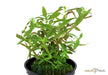 Limnophila hippuridoides aqua-teck