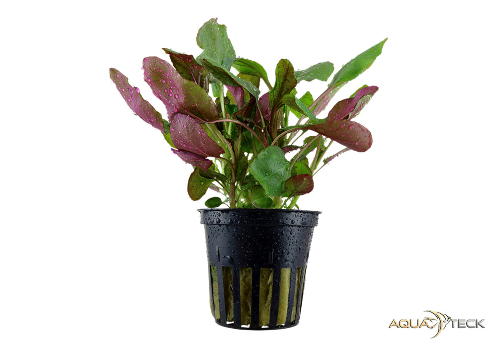 Lobelia cardinalis aqua-teck