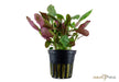 Lobelia cardinalis aqua-teck