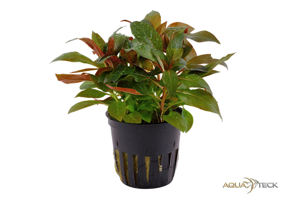 Ludwigia glandulosa aqua-teck