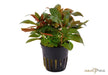 Ludwigia glandulosa aqua-teck