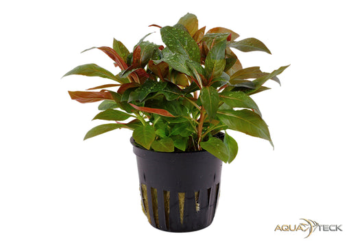 Ludwigia glandulosa aqua-teck