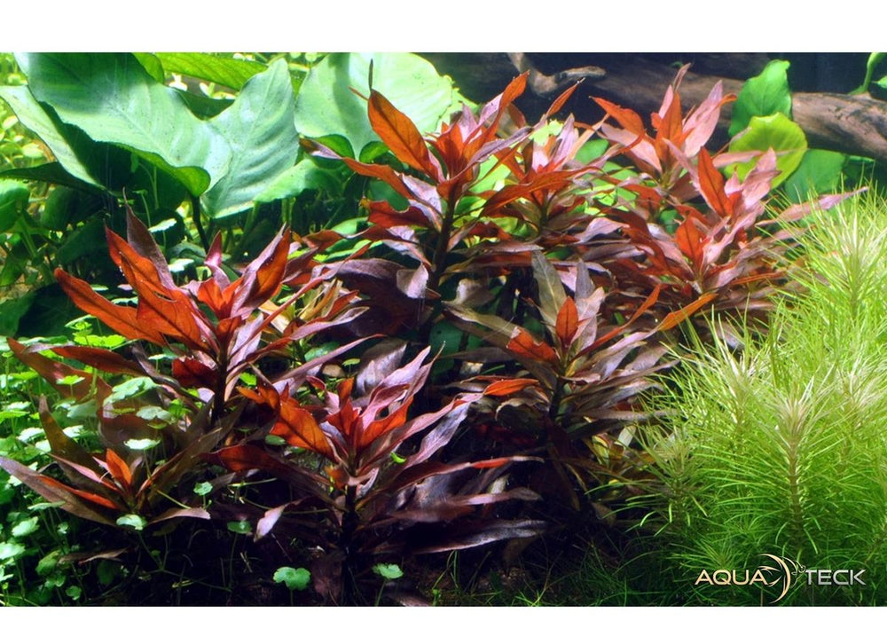 Ludwigia glandulosa aqua-teck