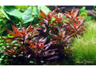Ludwigia glandulosa aqua-teck
