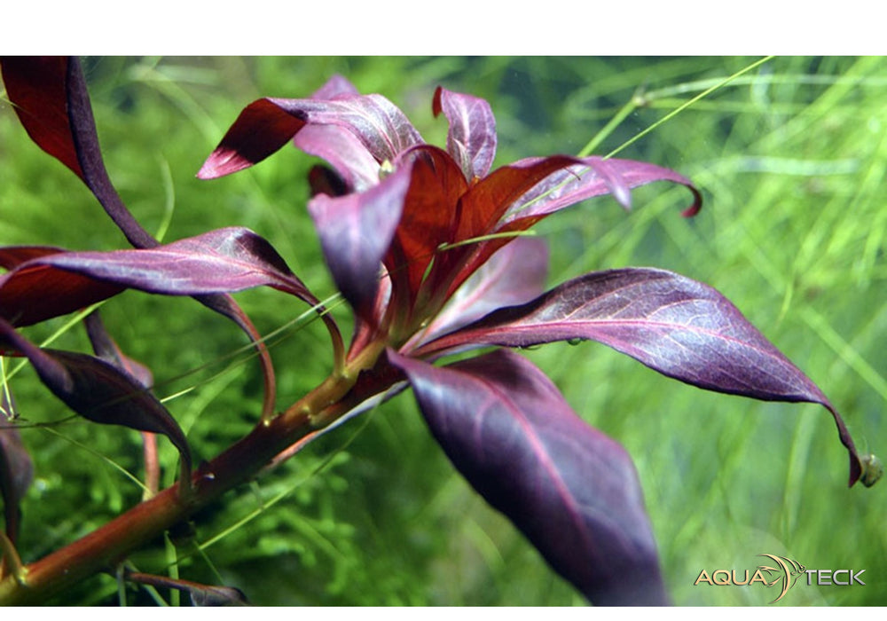 Ludwigia glandulosa aqua-teck
