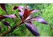 Ludwigia glandulosa aqua-teck