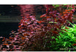 Ludwigia palustris 'Super Red'