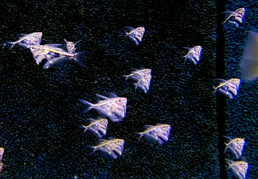 Marmor-Beilbauch - Carnegiella strigata aqua-teck