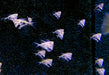 Marmor-Beilbauch - Carnegiella strigata aqua-teck