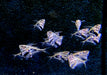 Marmor-Beilbauch - Carnegiella strigata aqua-teck