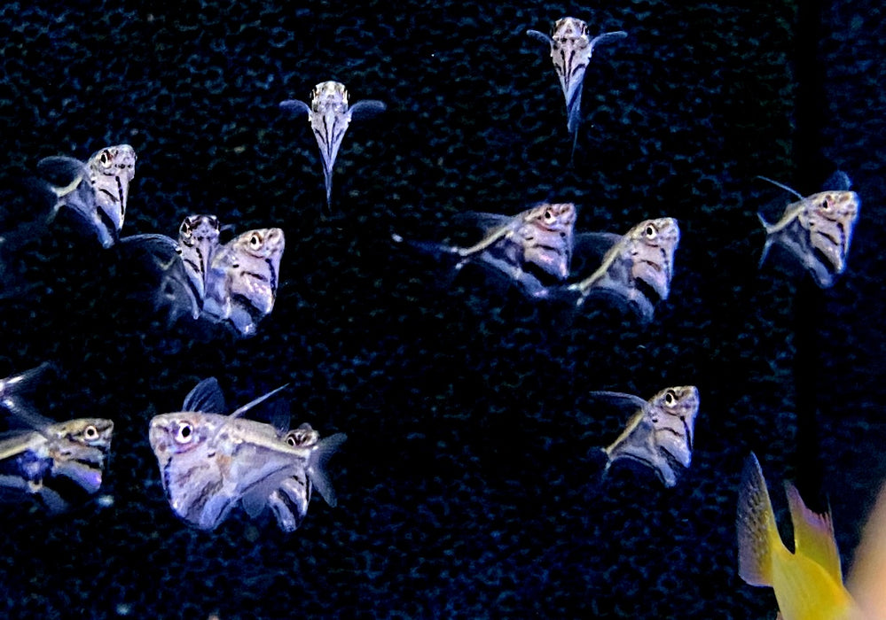 Marmor-Beilbauch - Carnegiella strigata aqua-teck