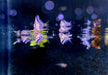 Marmor-Beilbauch - Carnegiella strigata aqua-teck