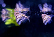 Marmor-Beilbauch - Carnegiella strigata aqua-teck