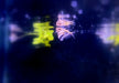 Marmor-Beilbauch - Carnegiella strigata aqua-teck