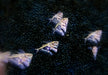 Marmor-Beilbauch - Carnegiella strigata aqua-teck