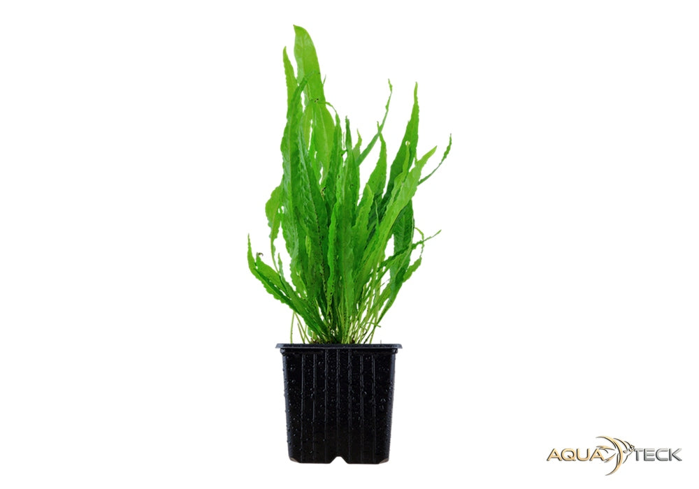 Microsorum pteropus XL