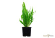 Microsorum pteropus XL