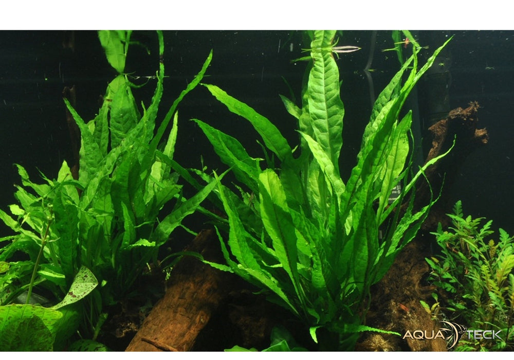 Microsorum pteropus XL