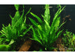 Microsorum pteropus XL