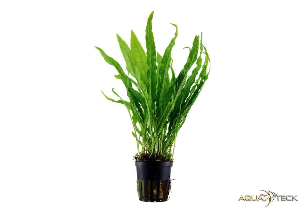 Microsorum pteropus aqua-teck