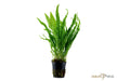 Microsorum pteropus aqua-teck