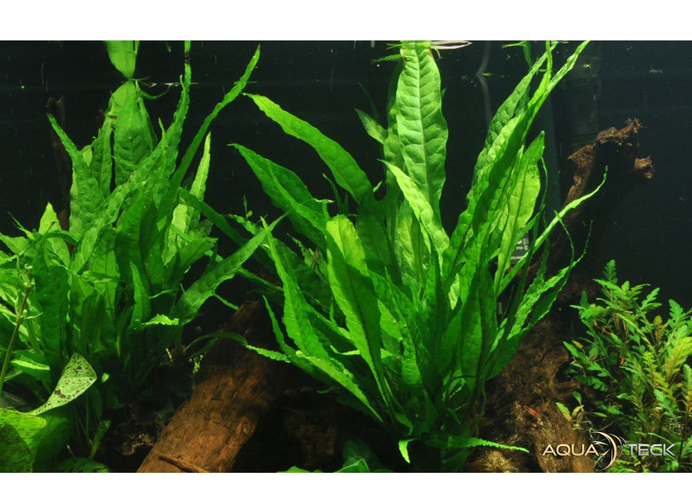 Microsorum pteropus aqua-teck