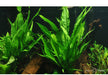 Microsorum pteropus aqua-teck