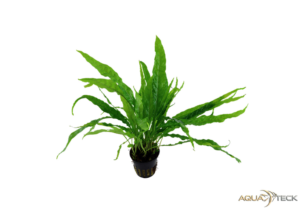 Microsorum pteropus aqua-teck