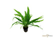 Microsorum pteropus aqua-teck