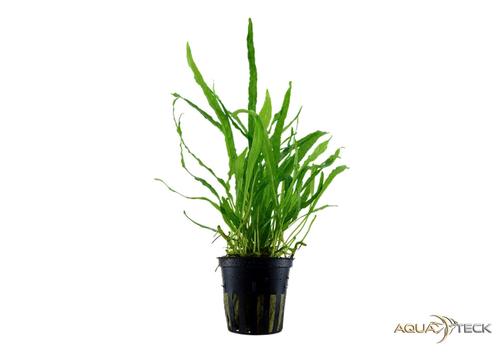 Microsorum pteropus 'Narrow'
