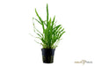 Microsorum pteropus 'Narrow'