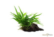 Microsorum pteropus 'Narrow' auf Wurzel aqua-teck
