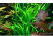 Microsorum pteropus 'Narrow' auf Wurzel aqua-teck