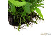 Microsorum pteropus 'Narrow' auf Wurzel aqua-teck