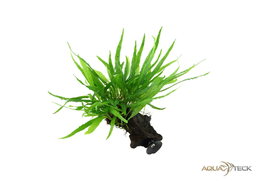 Microsorum pteropus 'Narrow' auf Wurzel mit Saugnapf aqua-teck