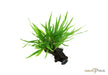 Microsorum pteropus 'Narrow' auf Wurzel mit Saugnapf aqua-teck