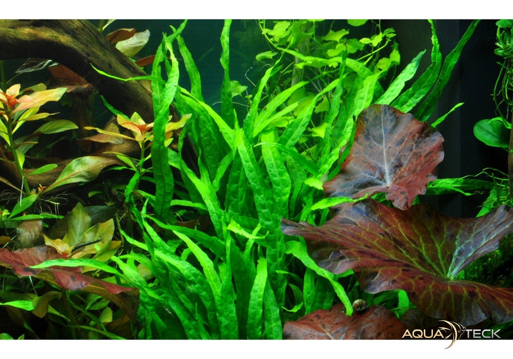 Microsorum pteropus 'Narrow' auf Wurzel mit Saugnapf aqua-teck