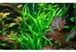 Microsorum pteropus 'Narrow' auf Wurzel mit Saugnapf aqua-teck