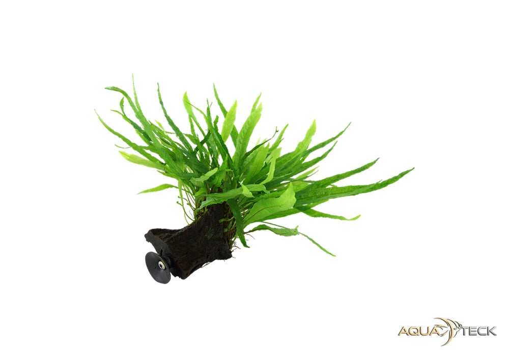 Microsorum pteropus 'Narrow' auf Wurzel mit Saugnapf aqua-teck