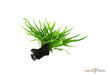 Microsorum pteropus 'Narrow' auf Wurzel mit Saugnapf aqua-teck