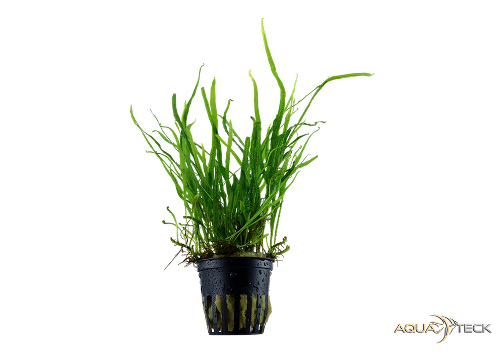 Microsorum pteropus 'Trident' aqua-teck