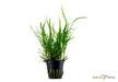 Microsorum pteropus 'Trident' aqua-teck