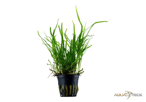 Microsorum pteropus 'Trident' aqua-teck